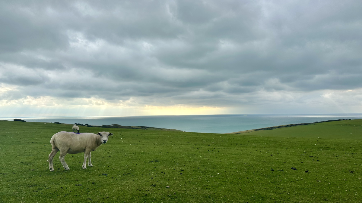 Skyline with grassy landscape and cloudy sky and two sheep grazing
