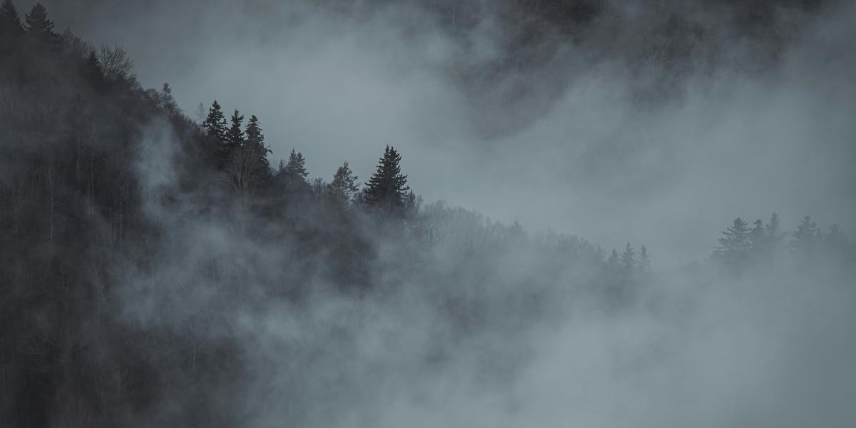 A lone tree amongst the dense fog